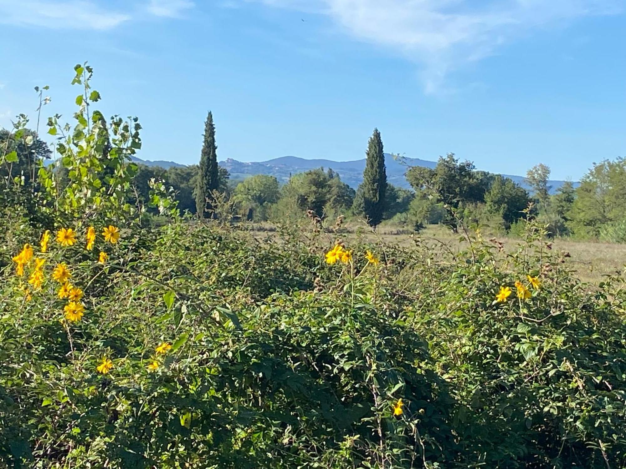 Aparthotel Il Casale Delle Rose Civitella Paganico Exterior foto